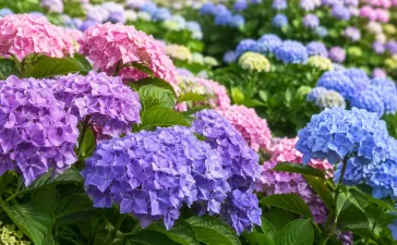 Hortenzijas