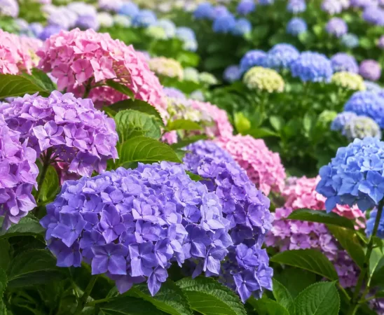 Hortenzijas