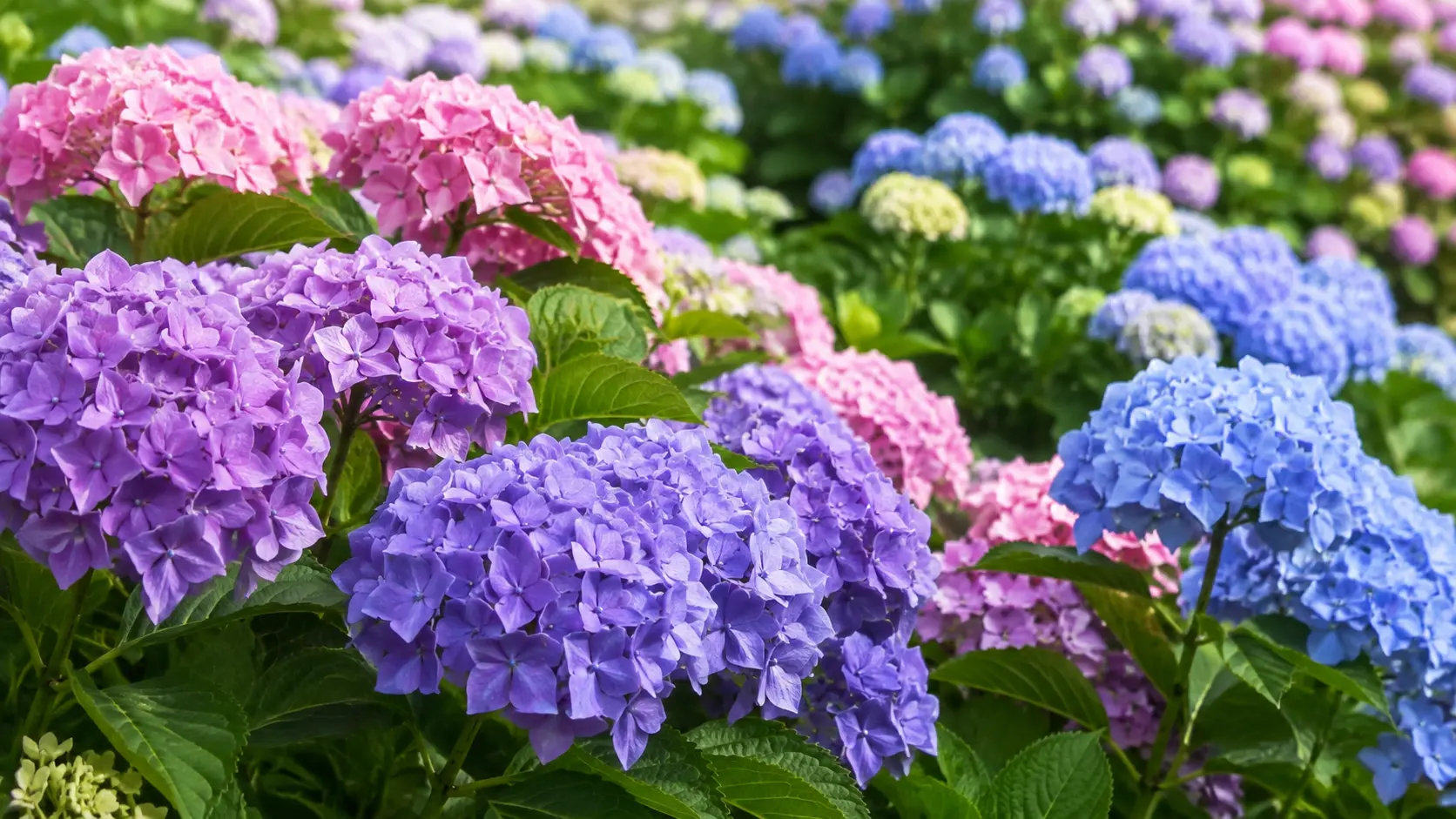 Hortenzijas