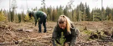 Meža atjaunošana